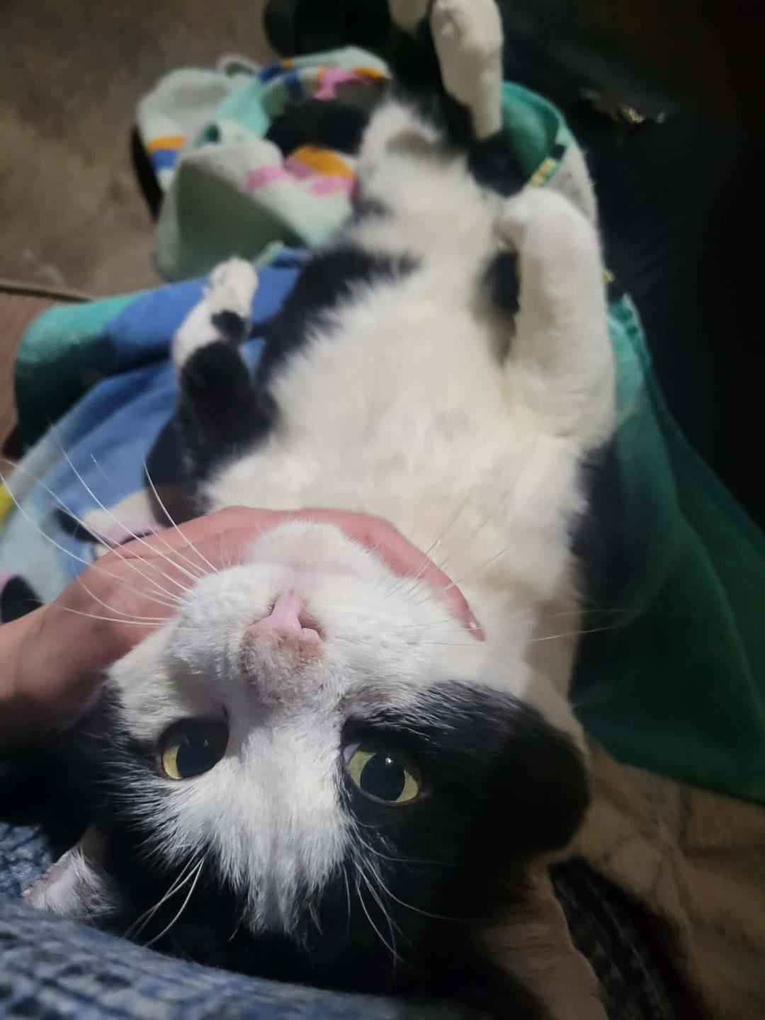 Cheekers, a ADOPTABLE Domestic Short Hair in Crown Point, IN image 2/5
