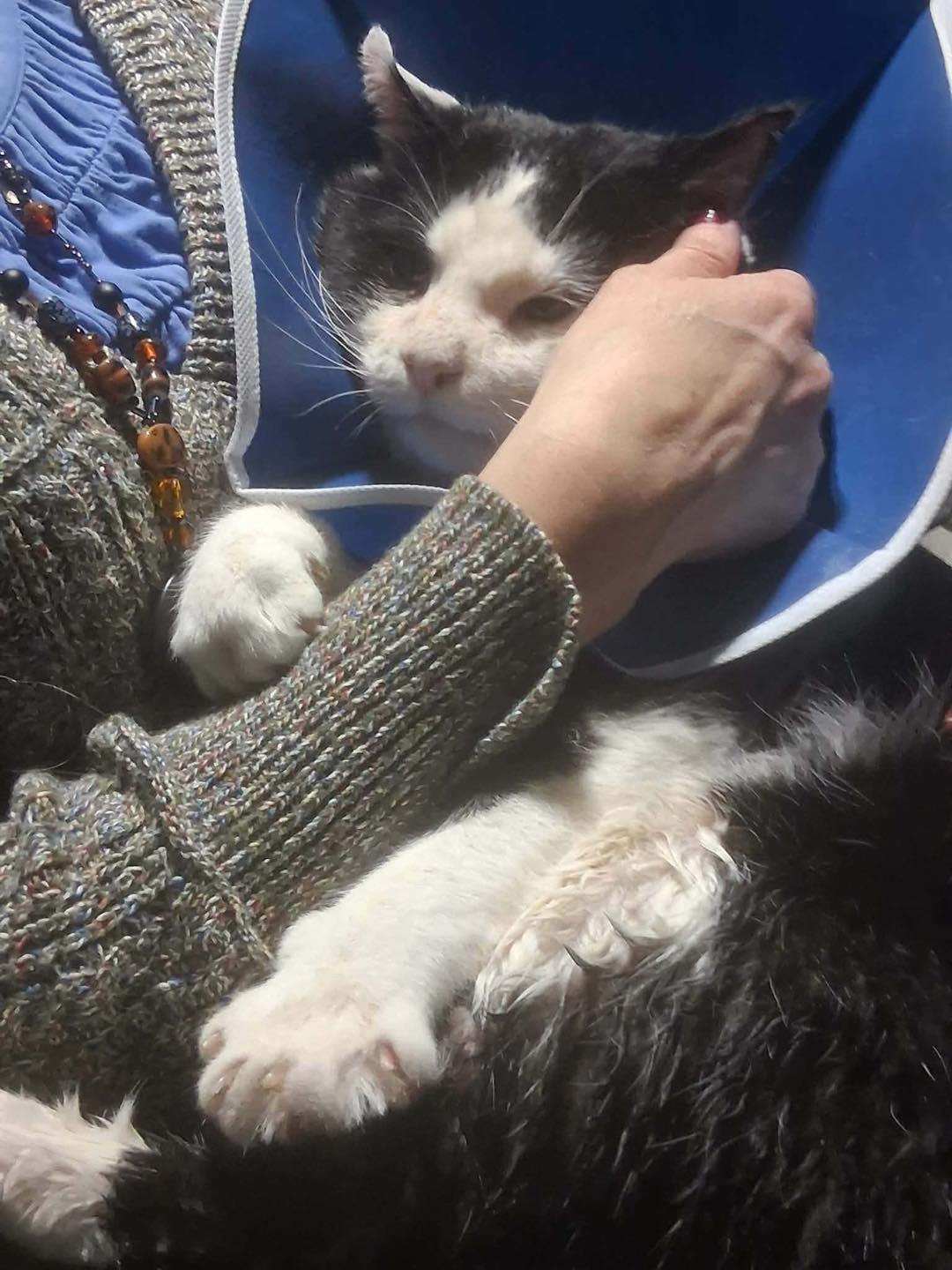 Cheekers, ADOPTABLE, Senior Male Domestic Short Hair.