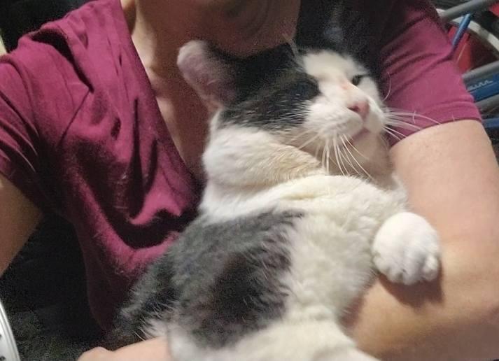 Cheekers, a ADOPTABLE Domestic Short Hair in Crown Point, IN image 3/5