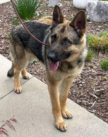 Enlarge SAMSON (ohiosdrescue@gmail.com), an adopted German Shepherd Dog in Rossford, OH image 4/4