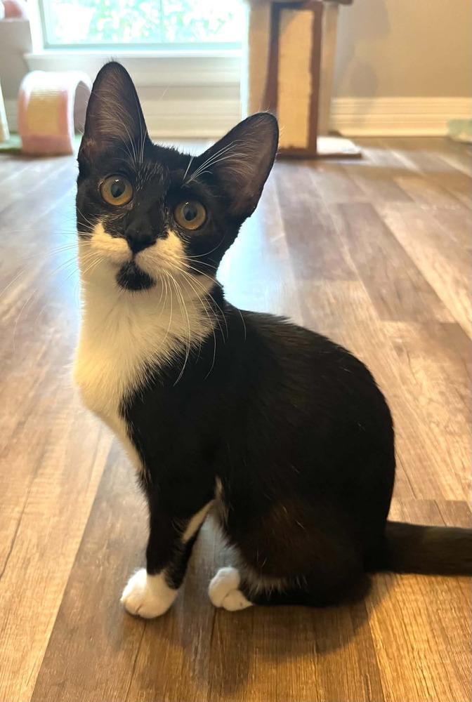 Tiddlywinks, Adoptable, Kitten Female Domestic Short Hair.