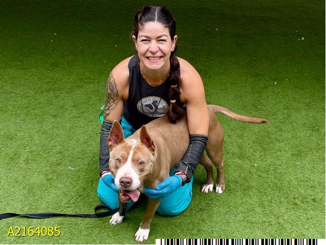 Enlarge GRETEL, a Adoptable Mixed Breed in West Palm Beach, FL image 1/1