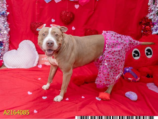 GRETEL, Adoptable, Adult Female Mixed Breed.