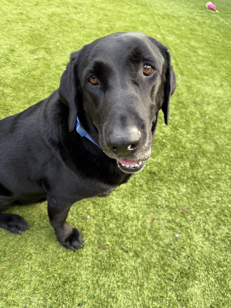 Enlarge Bodfish / Bo, a Adoptable Labrador Retriever in Broomfield, CO image 1/6