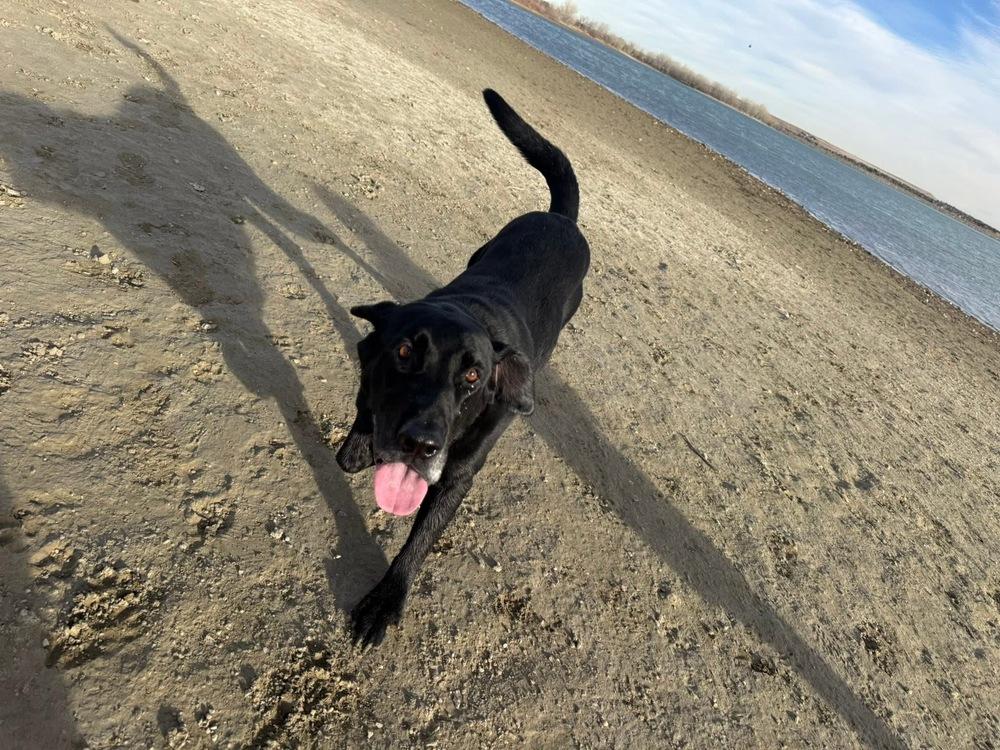 Enlarge Bodfish / Bo, a Adoptable Labrador Retriever in Broomfield, CO image 2/6