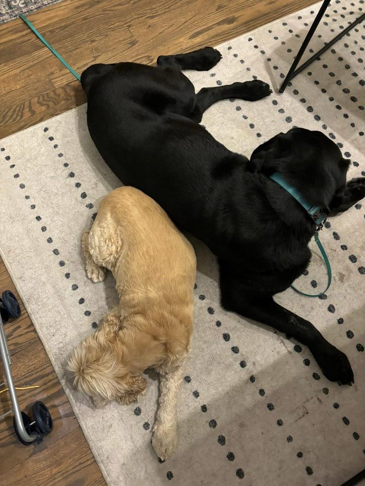 Enlarge Bodfish / Bo, a Adoptable Labrador Retriever in Broomfield, CO image 3/6