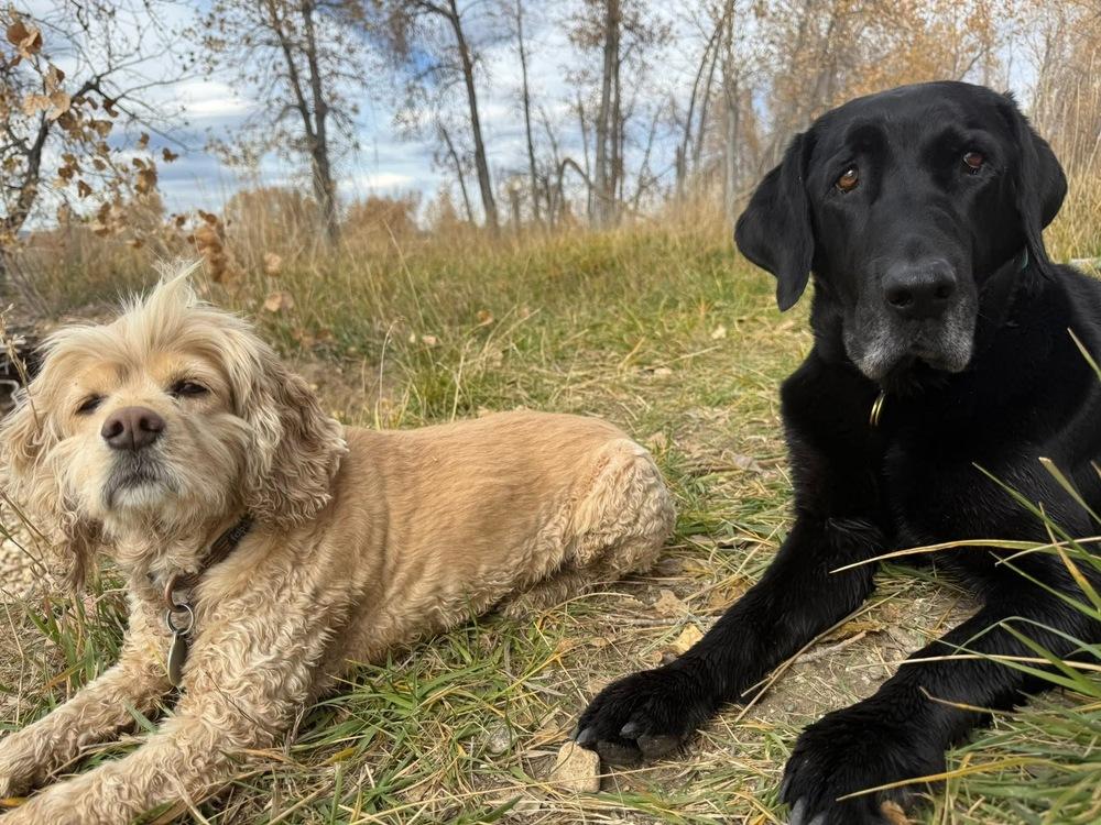 Enlarge Bodfish / Bo, a Adoptable Labrador Retriever in Broomfield, CO image 4/6