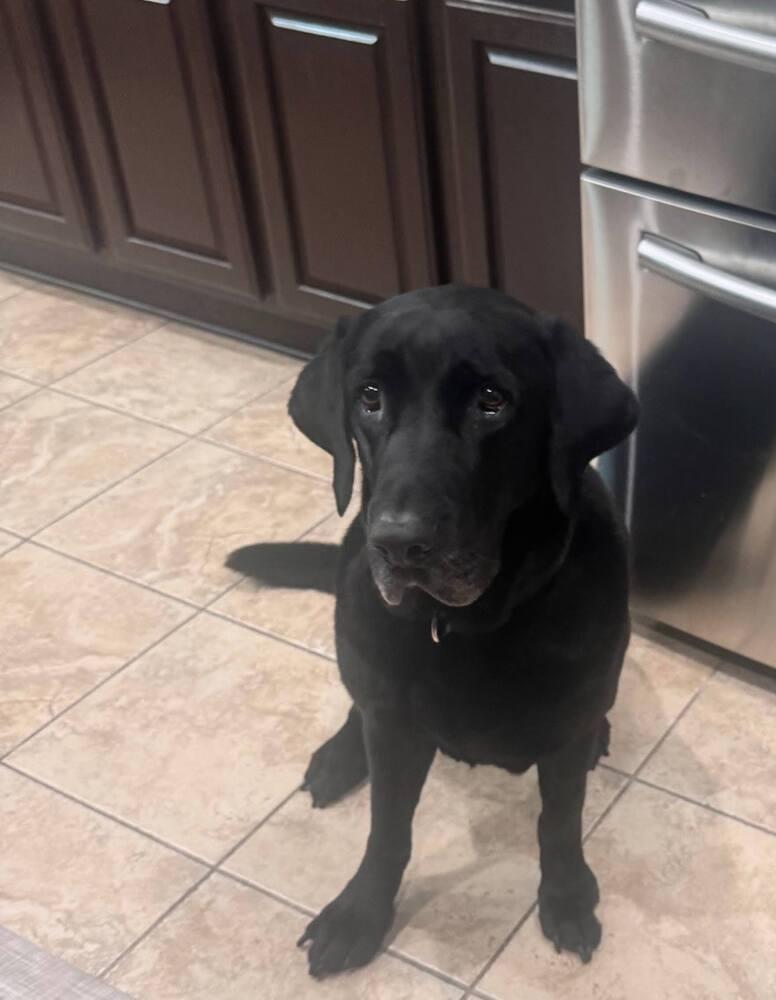 Enlarge Bodfish / Bo, a Adoptable Labrador Retriever in Broomfield, CO image 5/6