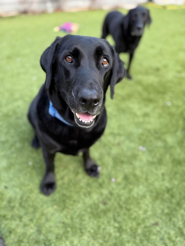 Enlarge Bodfish / Bo, a Adoptable Labrador Retriever in Broomfield, CO image 6/6