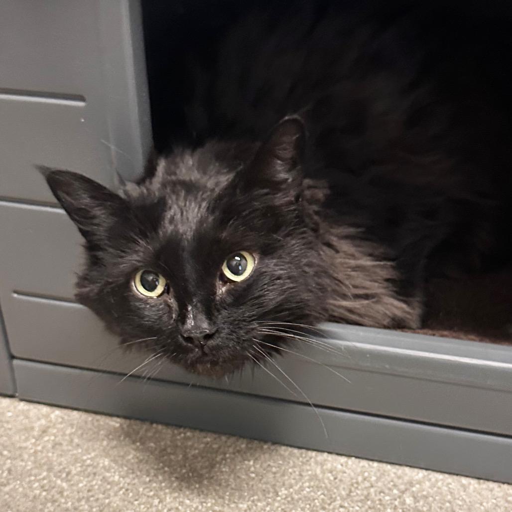 Blackberry, Adoptable, Senior Female Domestic Long Hair.