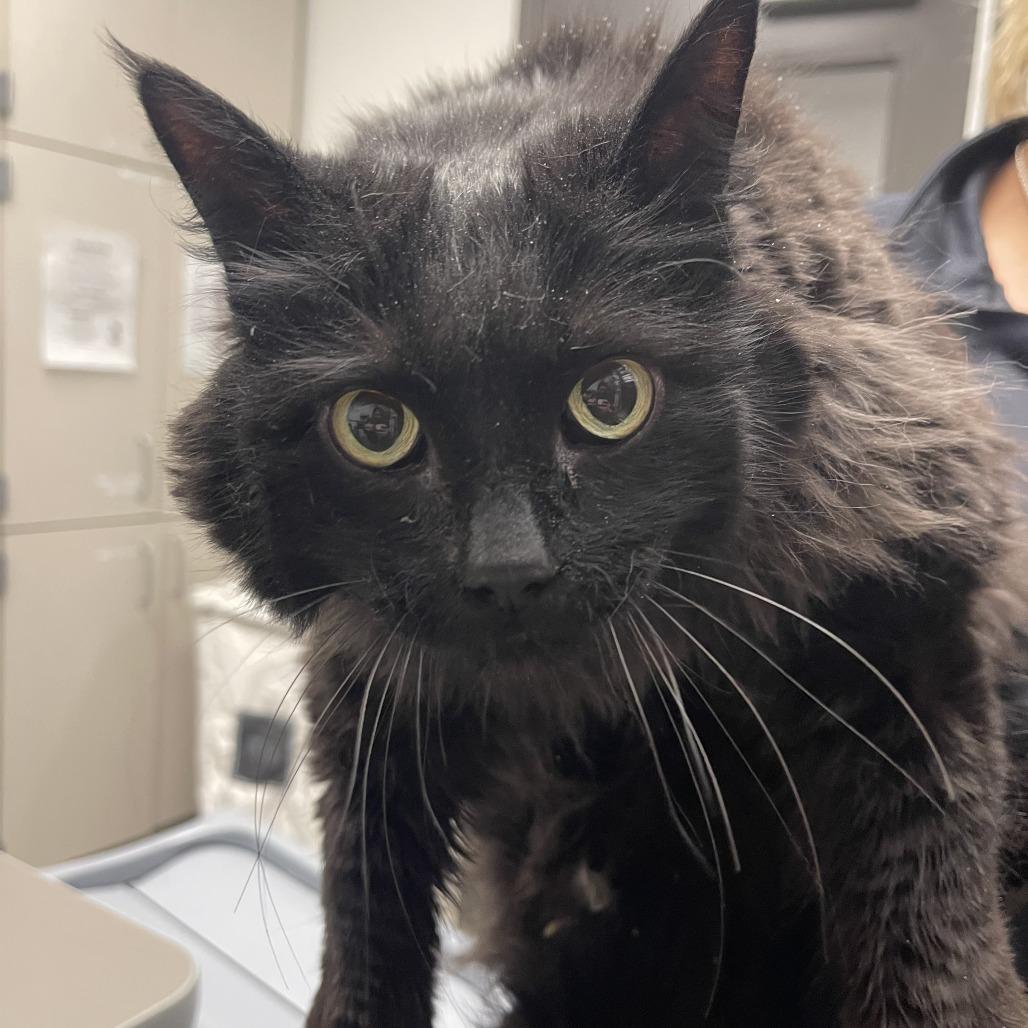 Blackberry, a Adoptable Domestic Long Hair in Hailey, ID image 2/3