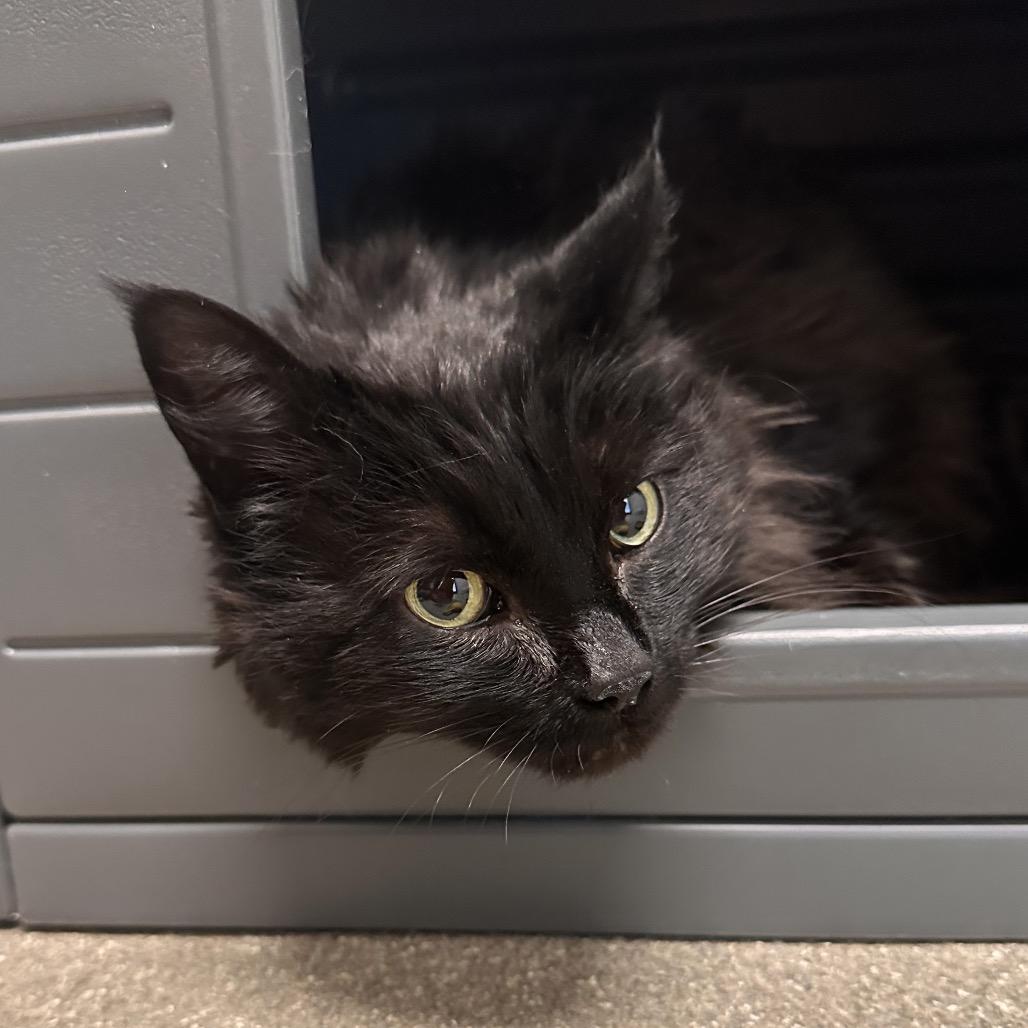 Blackberry, a Adoptable Domestic Long Hair in Hailey, ID image 3/3