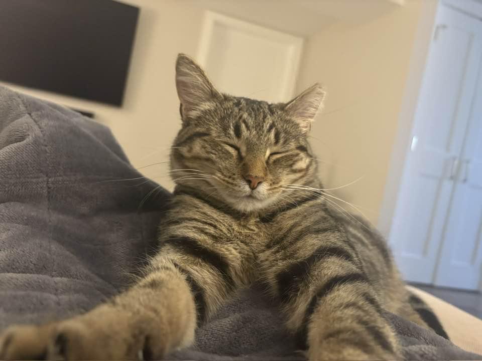 Ziti, a Adoptable Domestic Short Hair in Cleveland, OH image 4/6