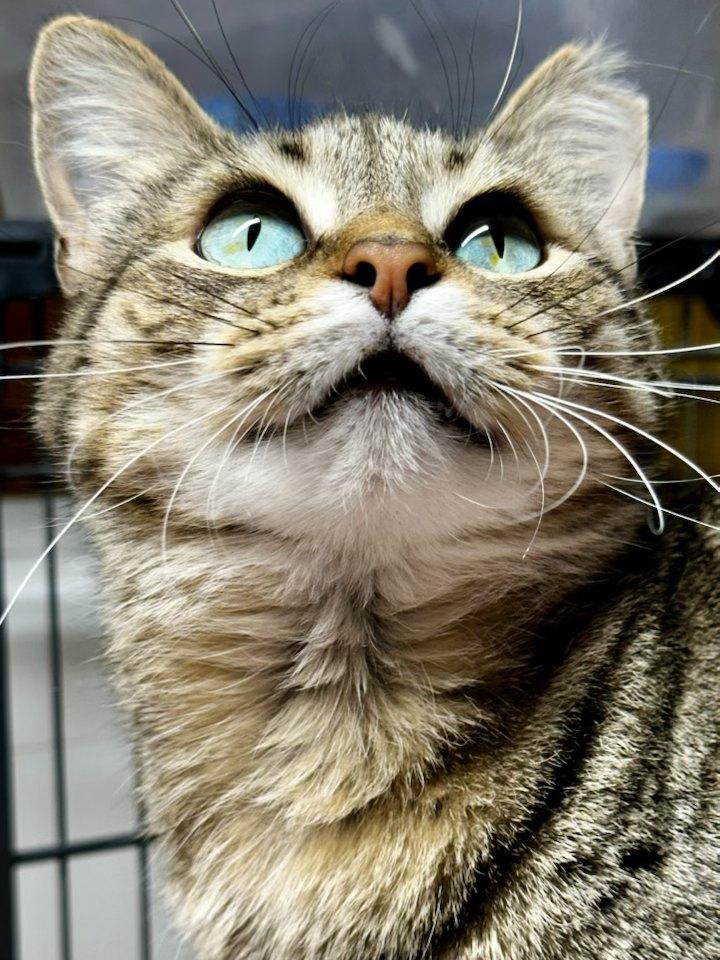 Ziti, a Adoptable Domestic Short Hair in Cleveland, OH image 1/6