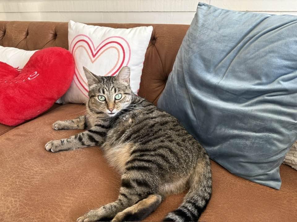 Ziti, a Adoptable Domestic Short Hair in Cleveland, OH image 6/6