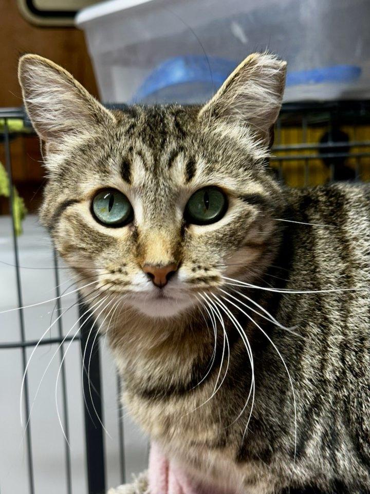 Ziti, a Adoptable Domestic Short Hair in Cleveland, OH image 2/6