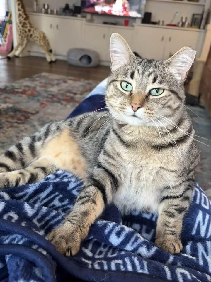 Ziti, a Adoptable Domestic Short Hair in Cleveland, OH image 5/6