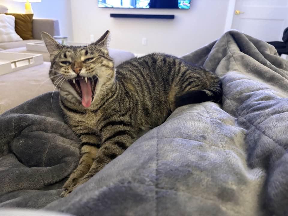 Ziti, a Adoptable Domestic Short Hair in Cleveland, OH image 3/6