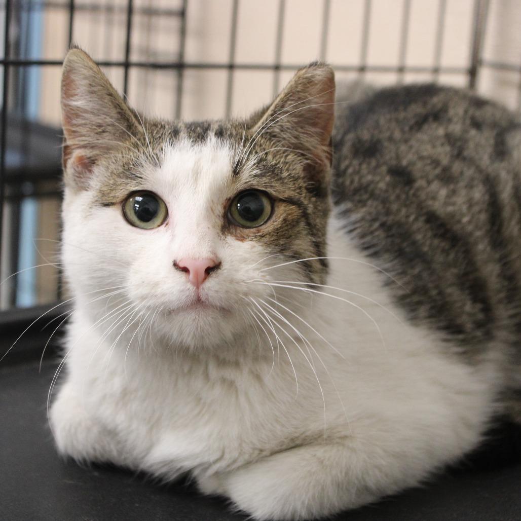 Sidas, a Adoptable Domestic Short Hair in Cleveland, MS image 1/4