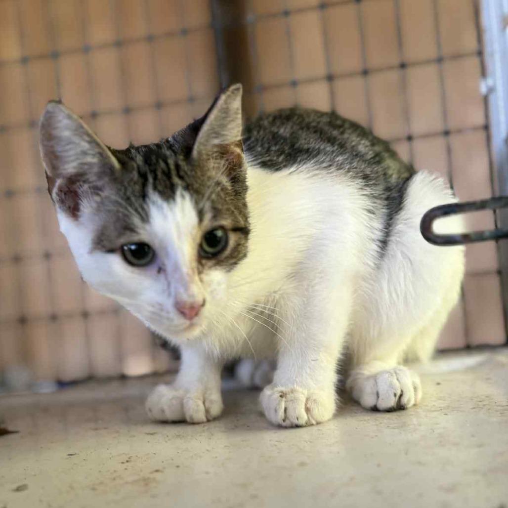 Sidas, a Adoptable Domestic Short Hair in Cleveland, MS image 3/4