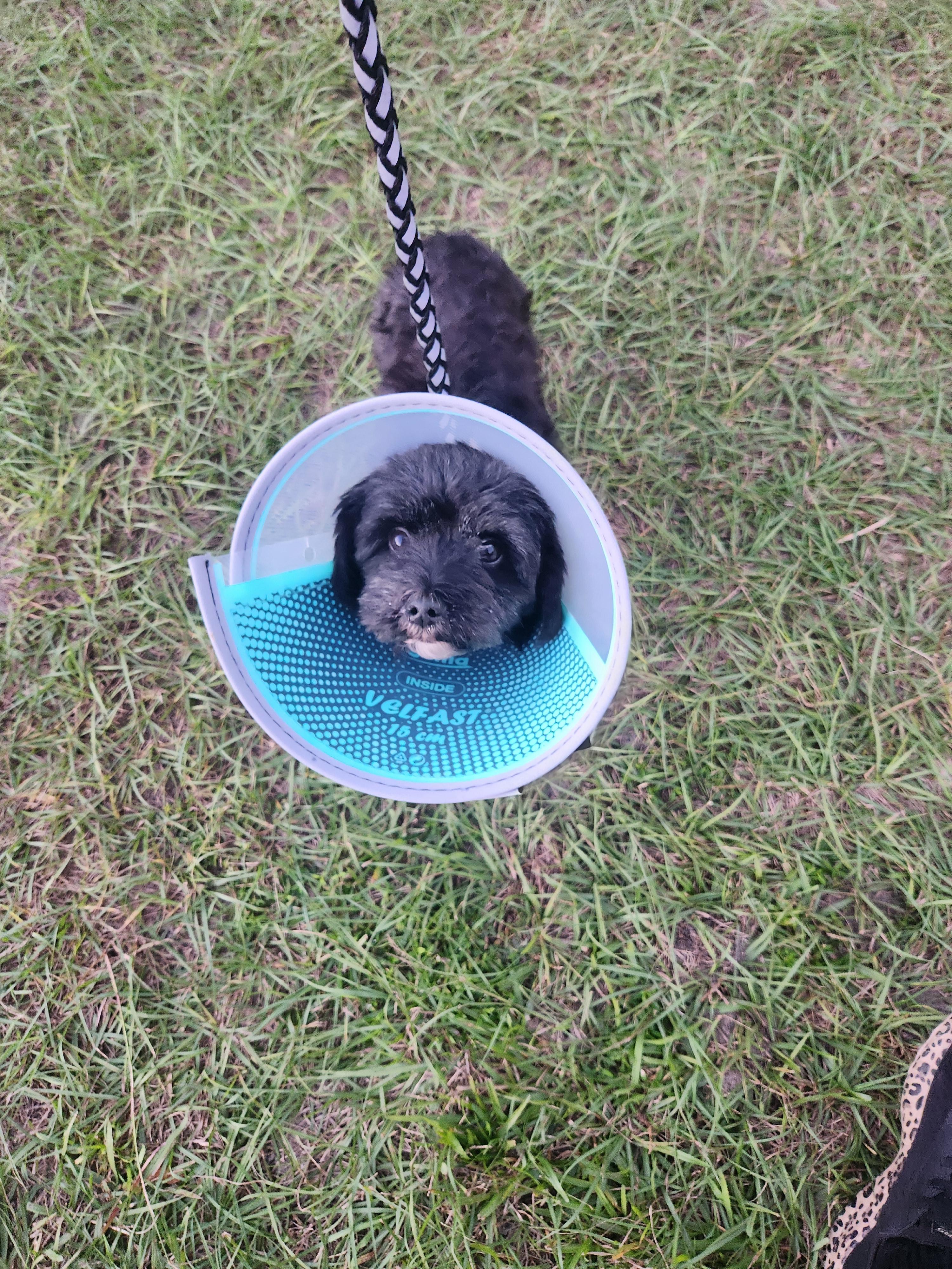 Enlarge Ella, a Adoptable mixed breed in Conway, SC image 3/3