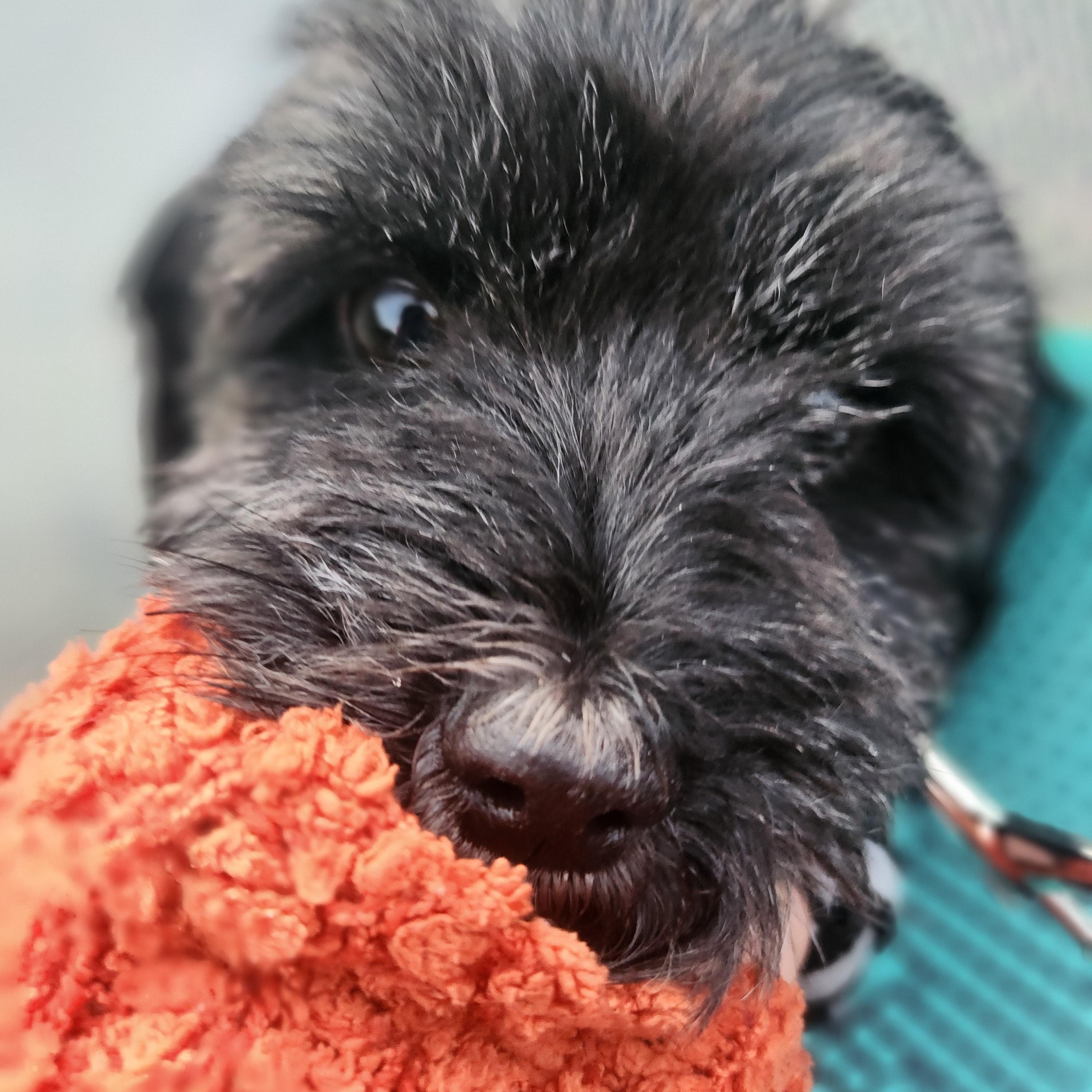 Enlarge Ella, a Adoptable mixed breed in Conway, SC image 1/3