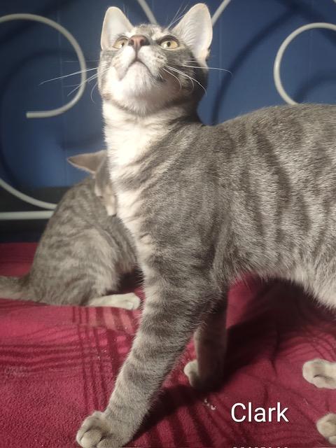 Enlarge Clark, a Adoptable Domestic Short Hair in Fredericton, NB image 1/4