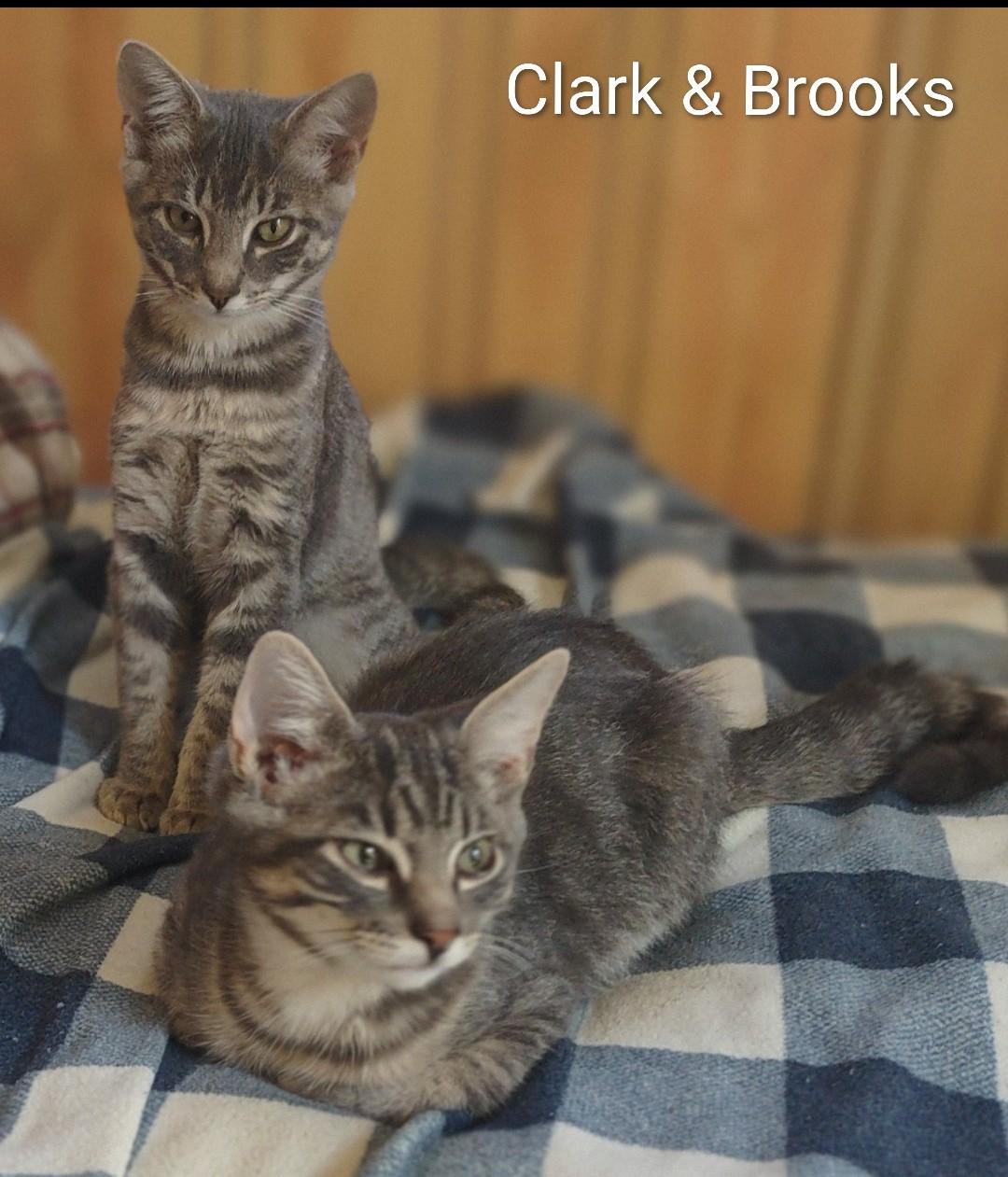 Enlarge Clark, a Adoptable Domestic Short Hair in Fredericton, NB image 2/4