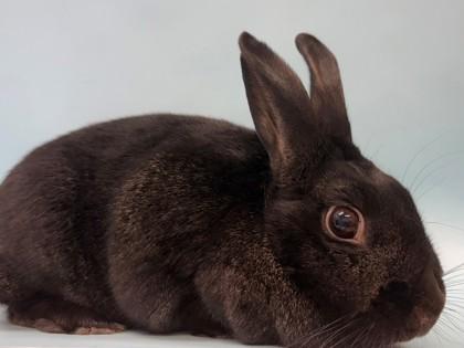 Puma, Adoptable, Adult Female Bunny Rabbit.