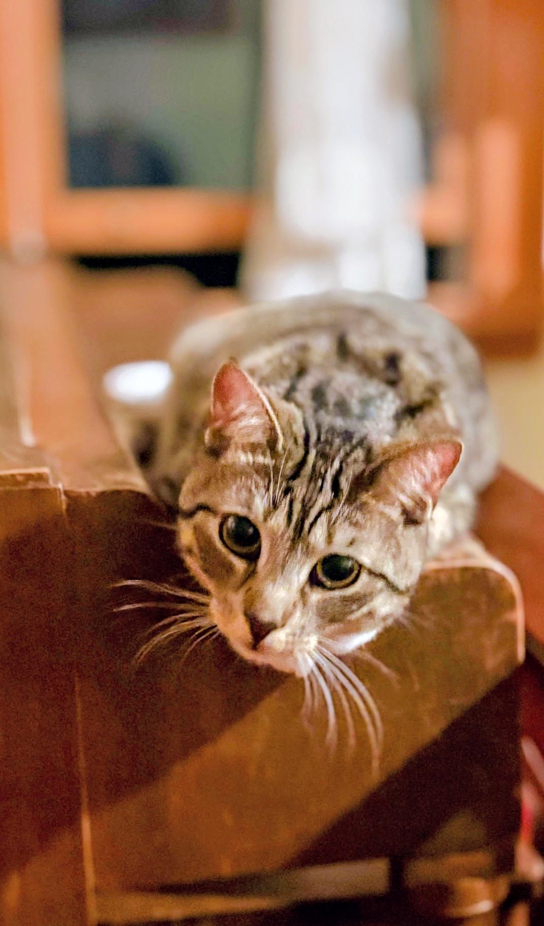 Enlarge Simba, a Adoptable Domestic Short Hair in Syosset, NY image 1/4