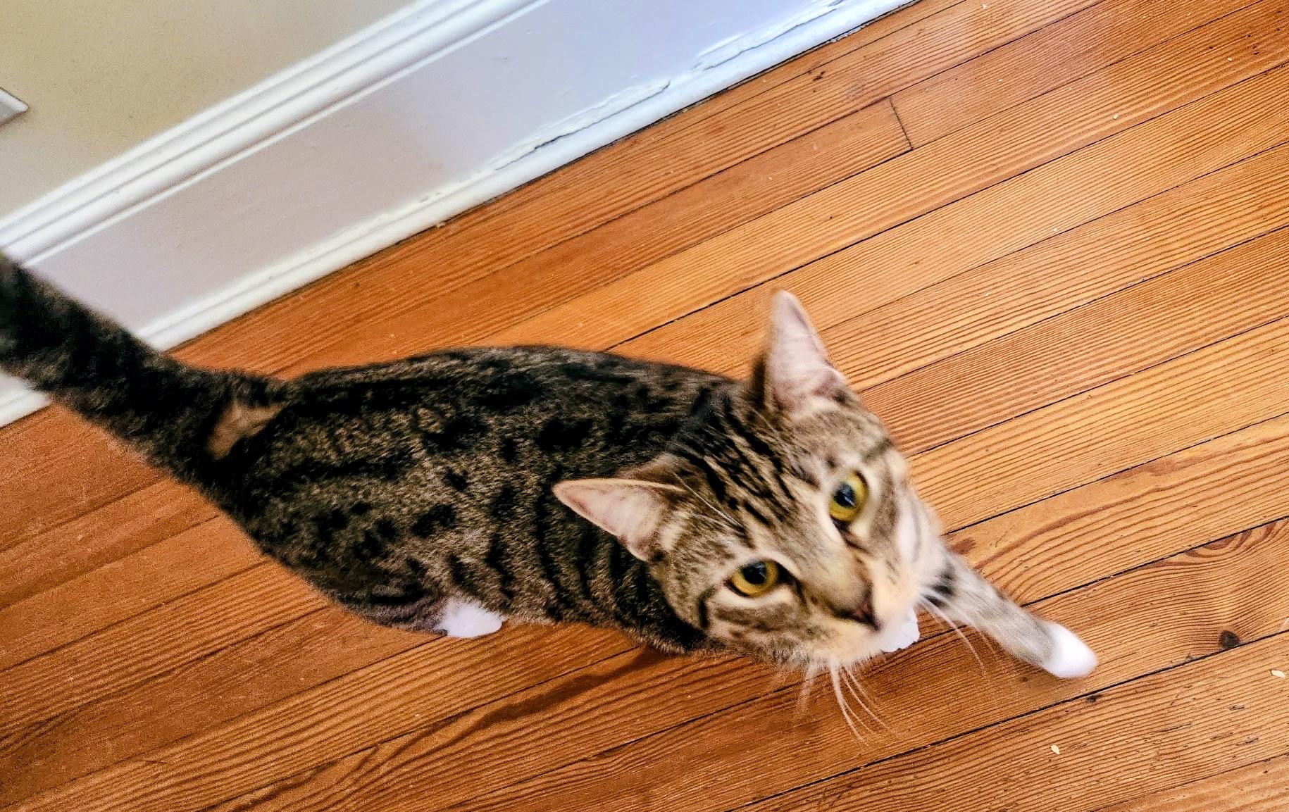Enlarge Simba, a Adoptable Domestic Short Hair in Syosset, NY image 4/4