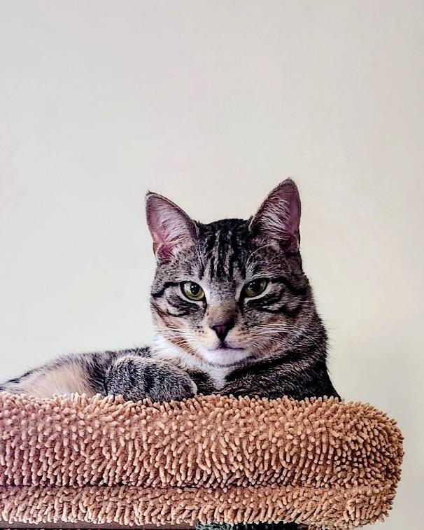 Enlarge Simba, a Adoptable Domestic Short Hair in Syosset, NY image 2/4