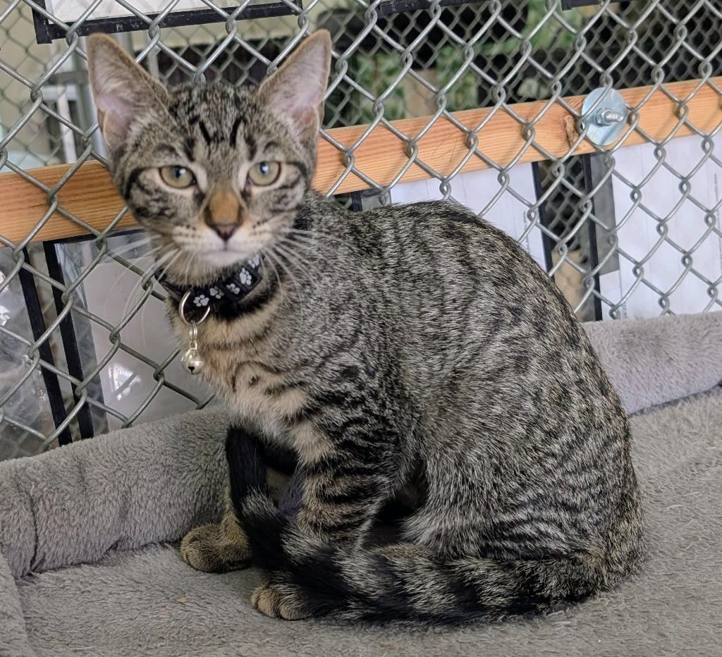 Jordy / Jojo, Adoptable, Kitten Female Domestic Short Hair.