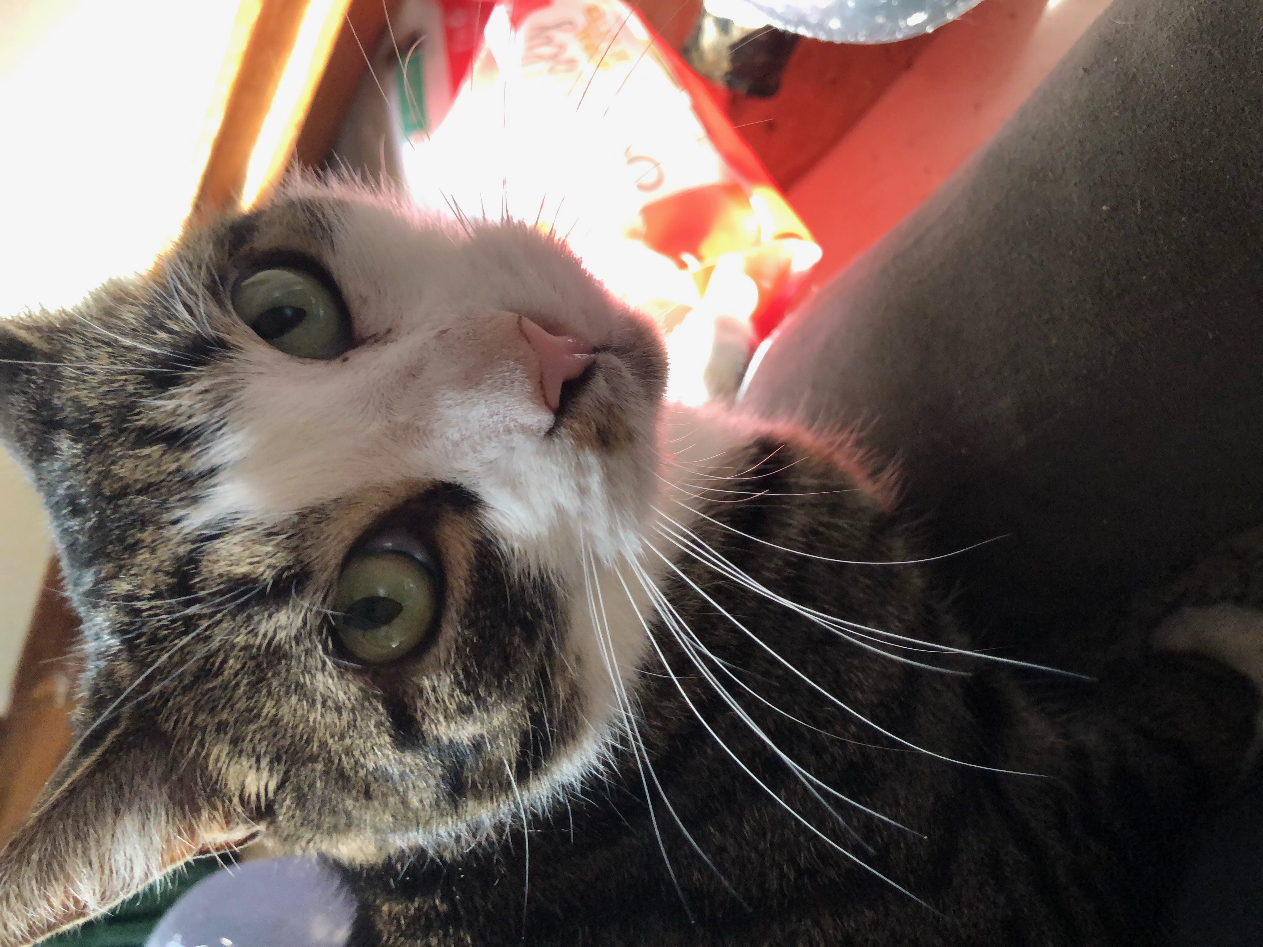 The Notorious L.A.P., the gentle, oddly affectionate feline paperweight (you're the paper!)