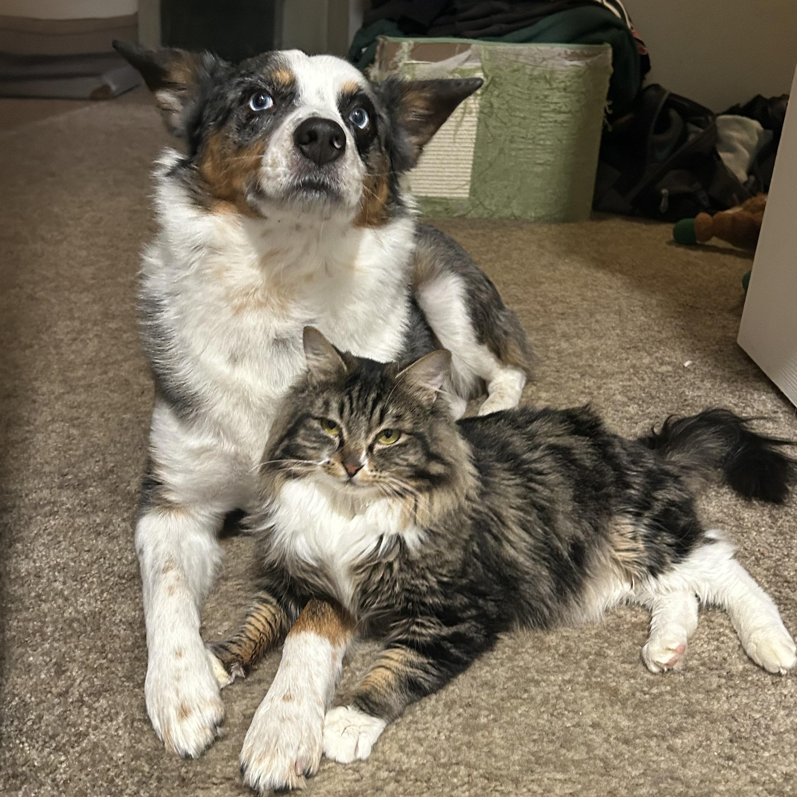 Enlarge Chalupa, a Adoptable Domestic Medium Hair in Medford, OR image 2/6