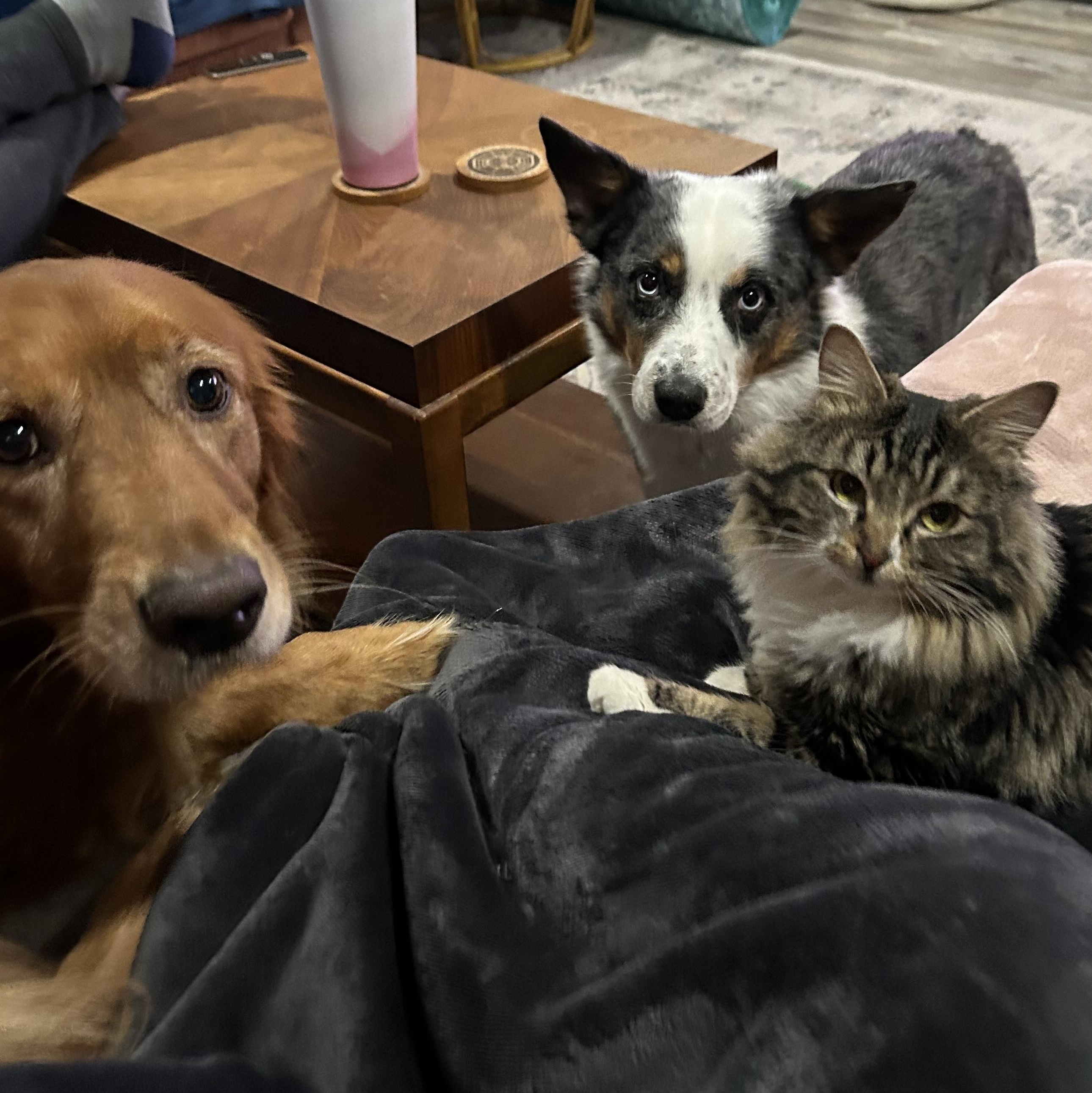 Enlarge Chalupa, a Adoptable Domestic Medium Hair in Medford, OR image 3/6