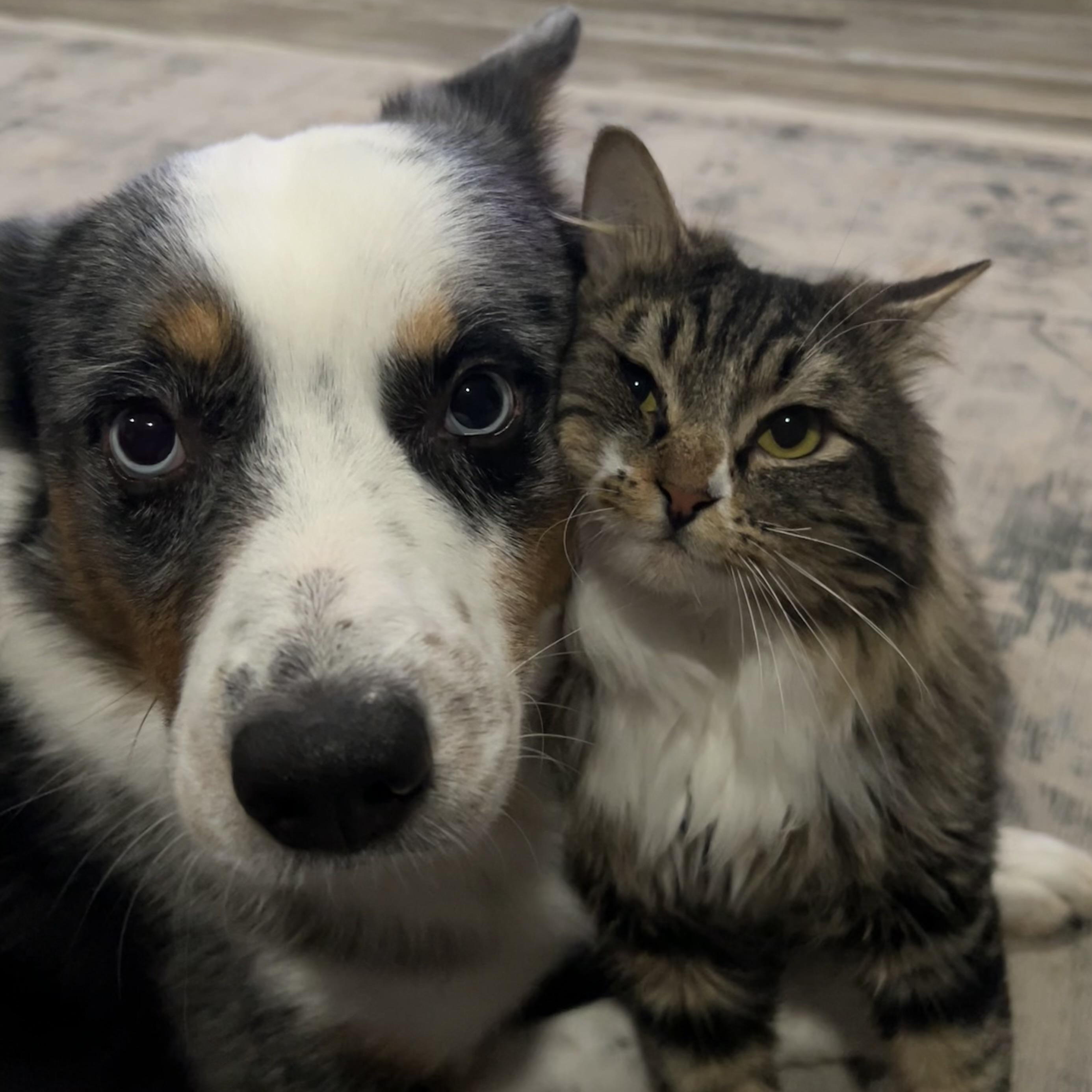 Chalupa, Adoptable, Adult Male Domestic Medium Hair.