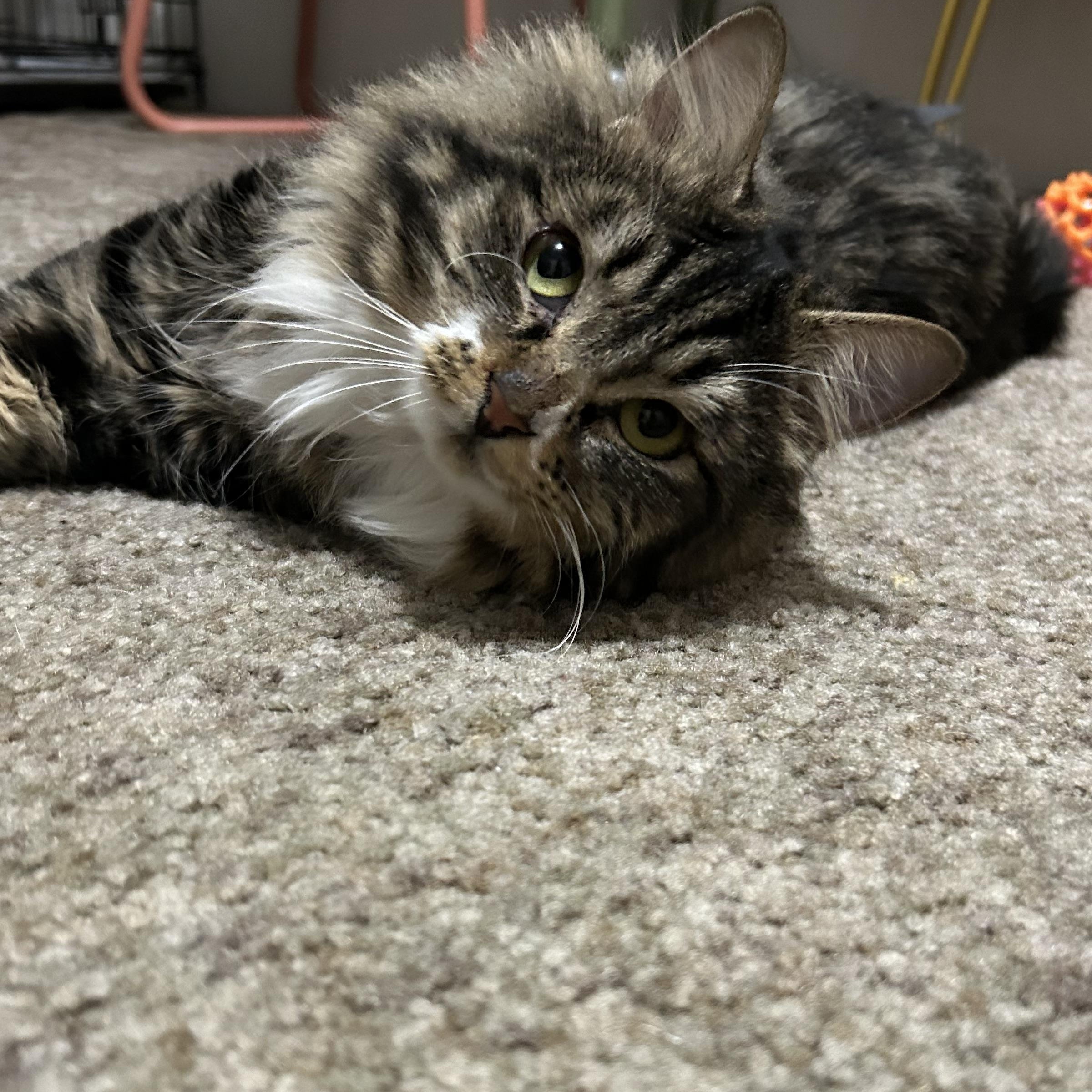 Enlarge Chalupa, a Adoptable Domestic Medium Hair in Medford, OR image 4/6