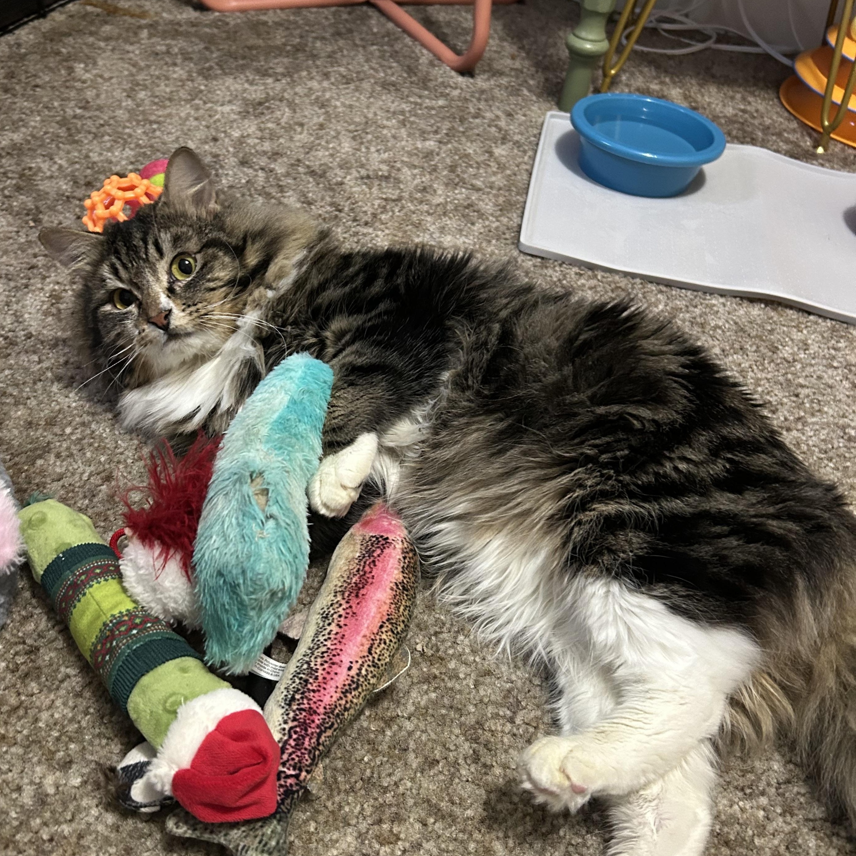 Enlarge Chalupa, a Adoptable Domestic Medium Hair in Medford, OR image 5/6