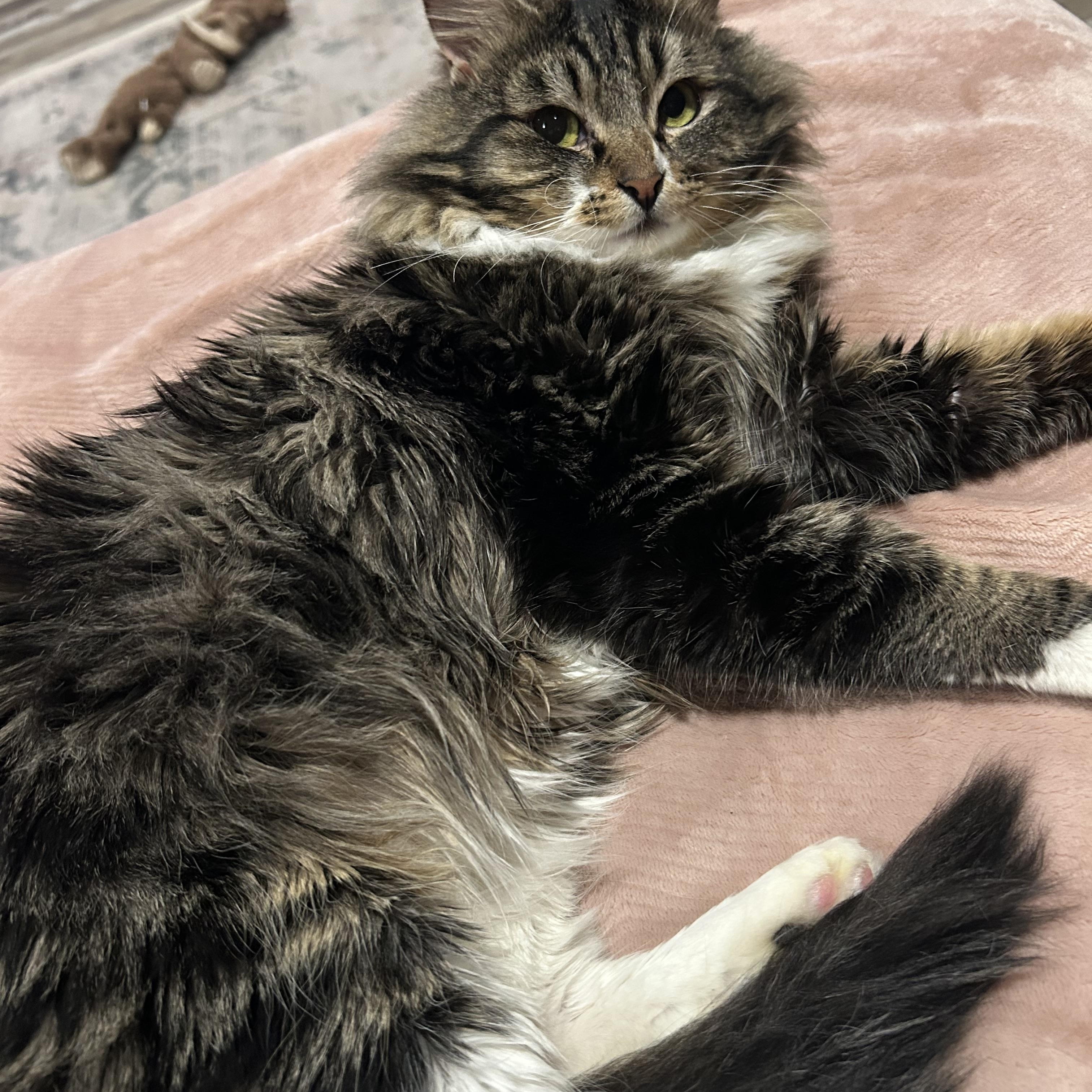 Enlarge Chalupa, a Adoptable Domestic Medium Hair in Medford, OR image 6/6