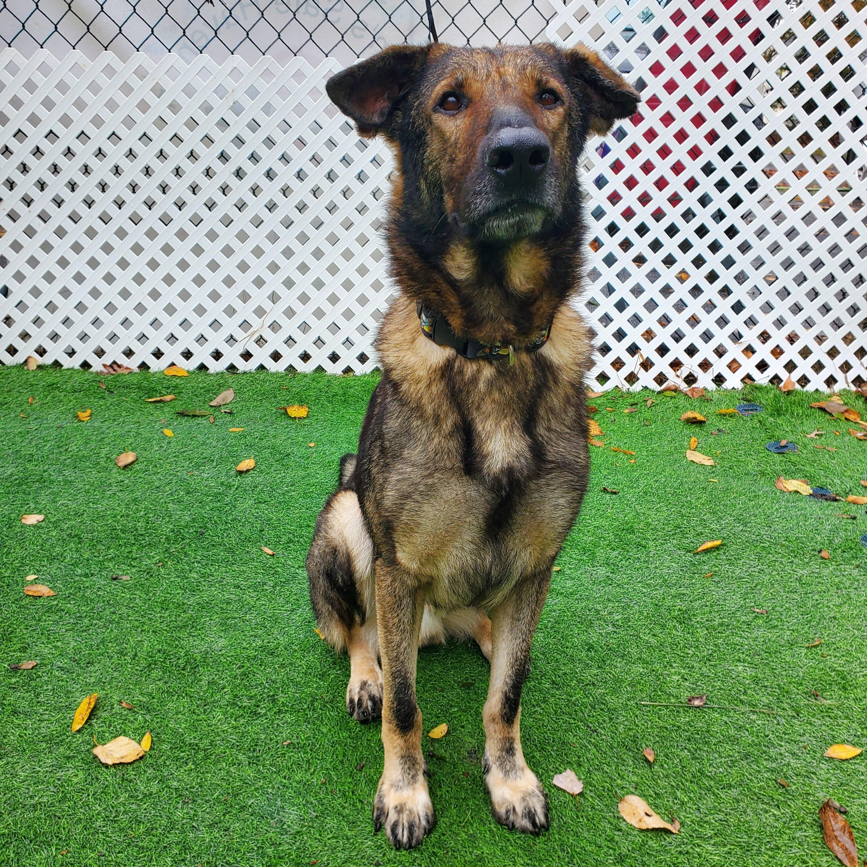 Enlarge Sampson, a Adopted German Shepherd Dog in Blairstown, NJ image 2/6