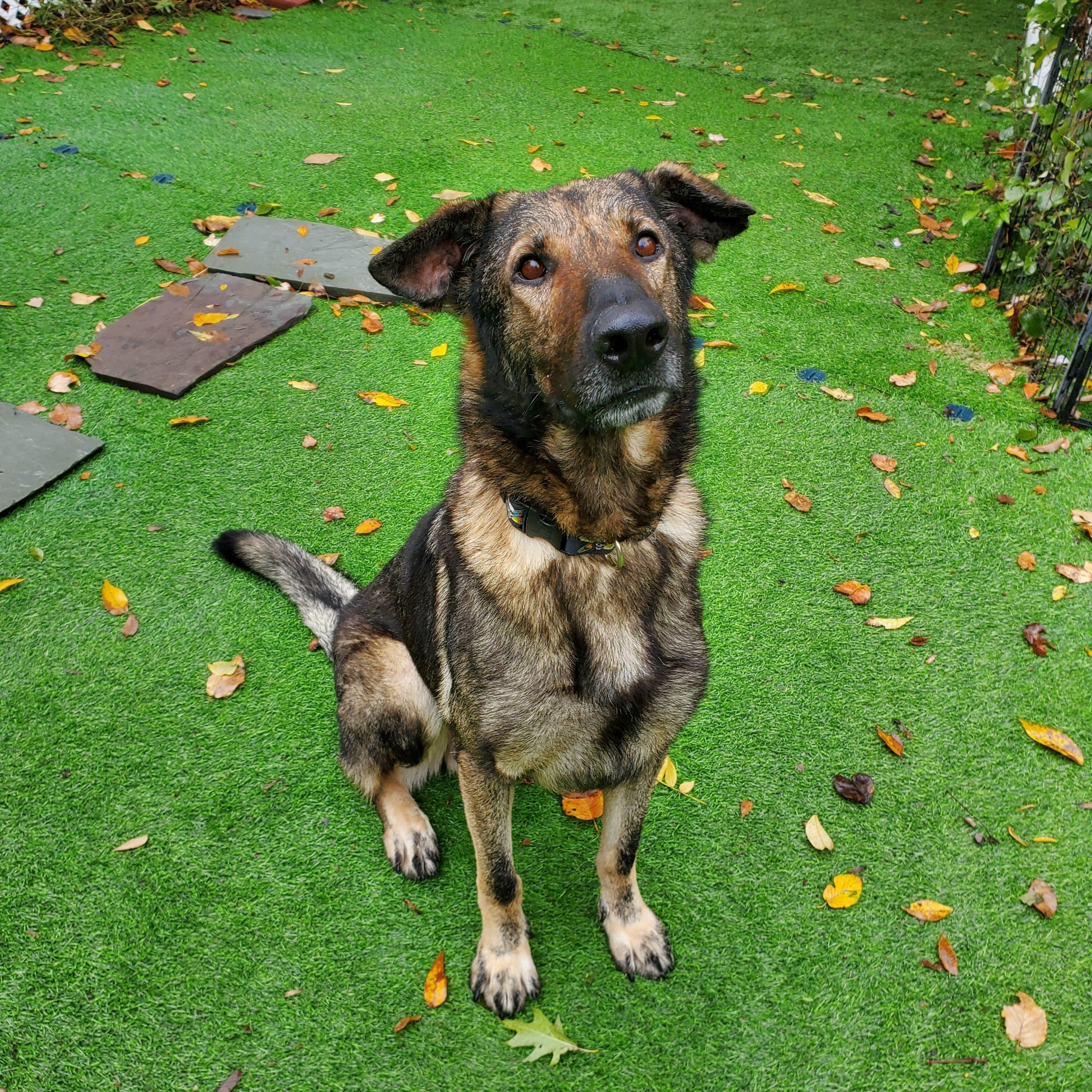 Sampson, Adopted, Adult Male German Shepherd Dog.