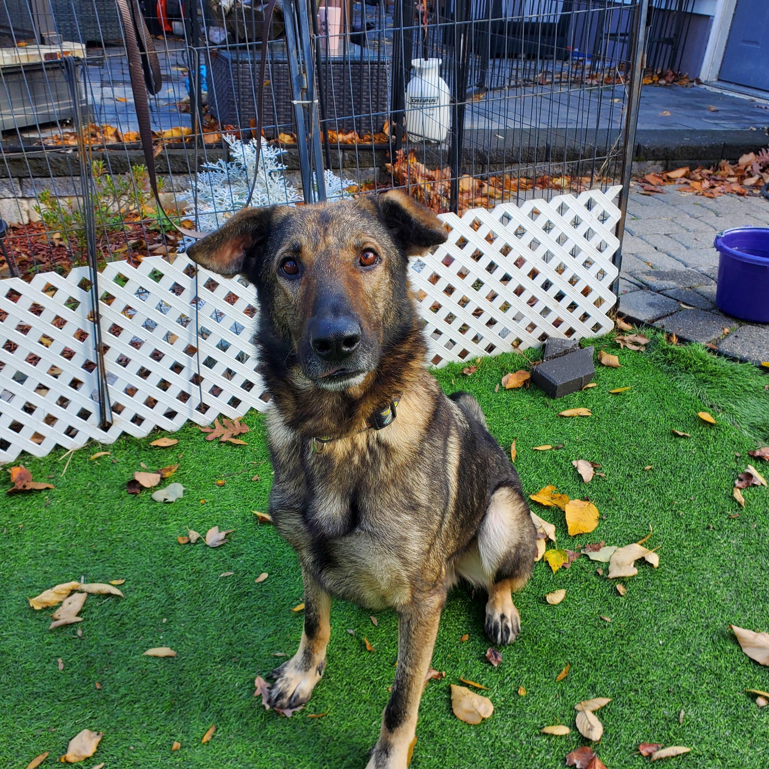 Enlarge Sampson, a Adopted German Shepherd Dog in Blairstown, NJ image 4/6