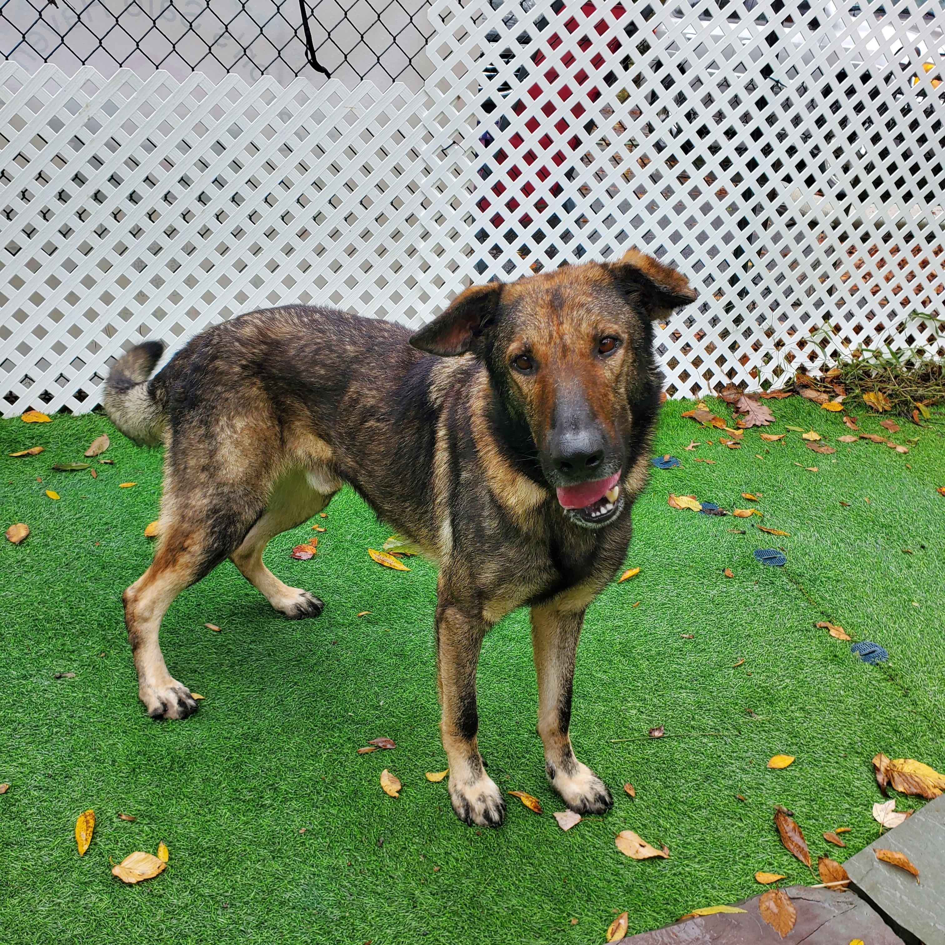 Enlarge Sampson, a Adopted German Shepherd Dog in Blairstown, NJ image 5/6