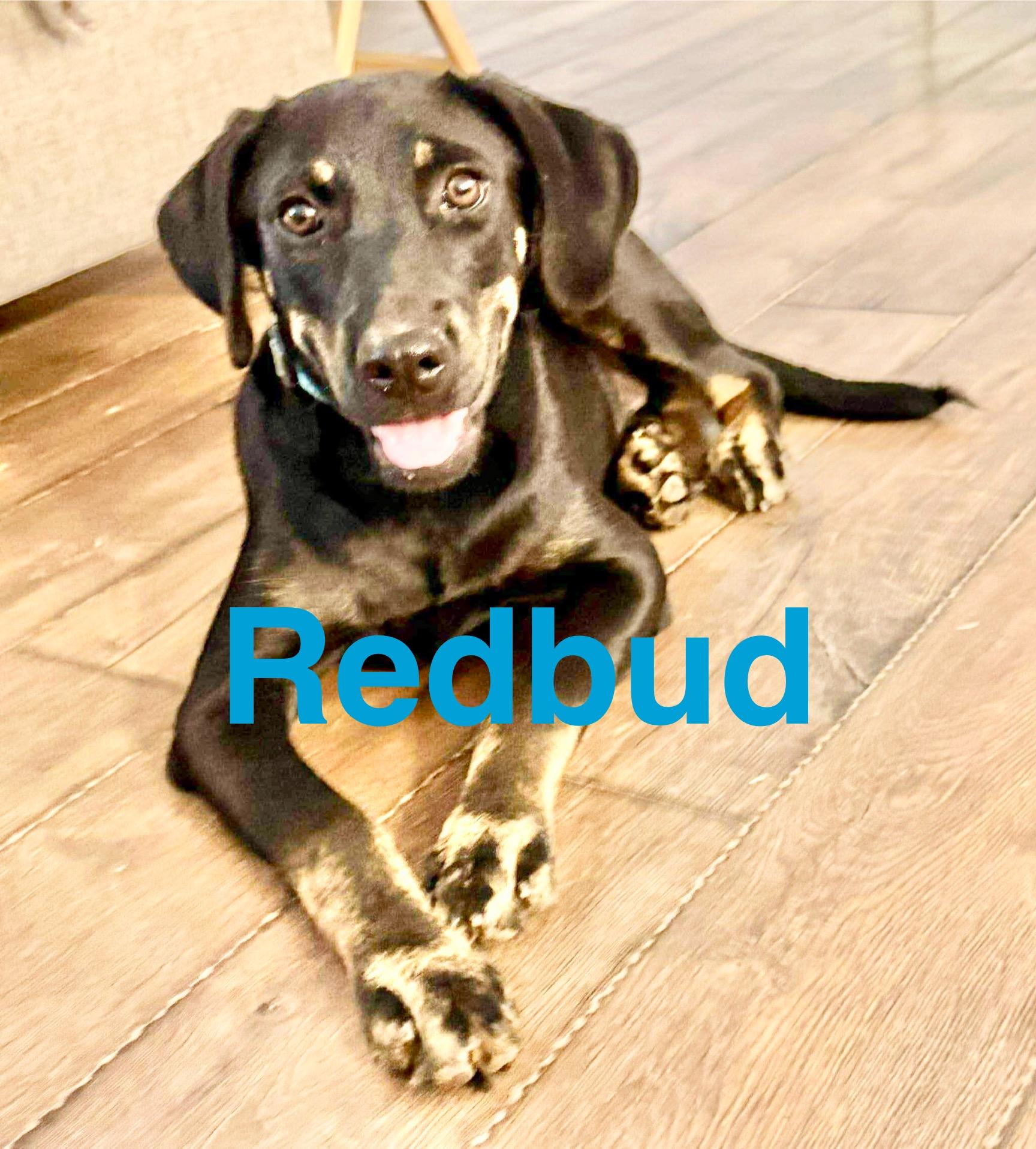 Redbud
