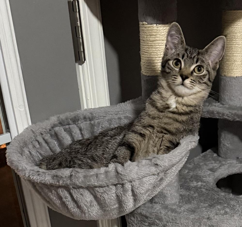 Kitten: Xtra *BONDED PAIR with Xyla*, Adoptable, Kitten Female Domestic Short Hair.