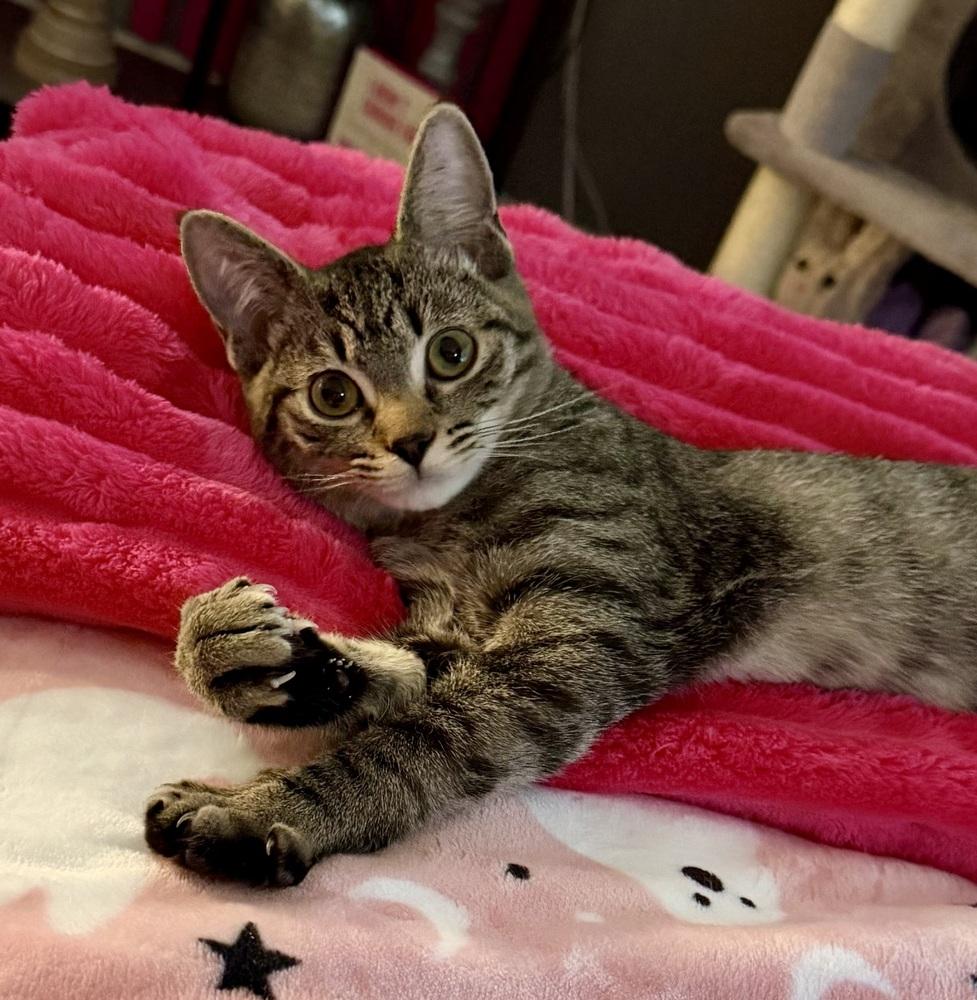 Enlarge Kitten: Xtra *BONDED PAIR with Xyla*, a Adoptable Domestic Short Hair in catonsville , MD image 3/3
