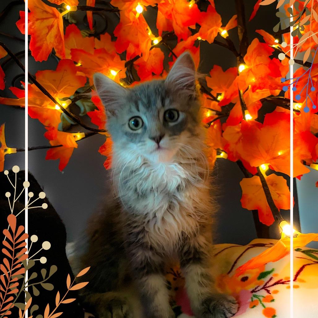 Enlarge Ricky-Bobby C12349, a Adoptable mixed breed in Princeton, MN image 3/4