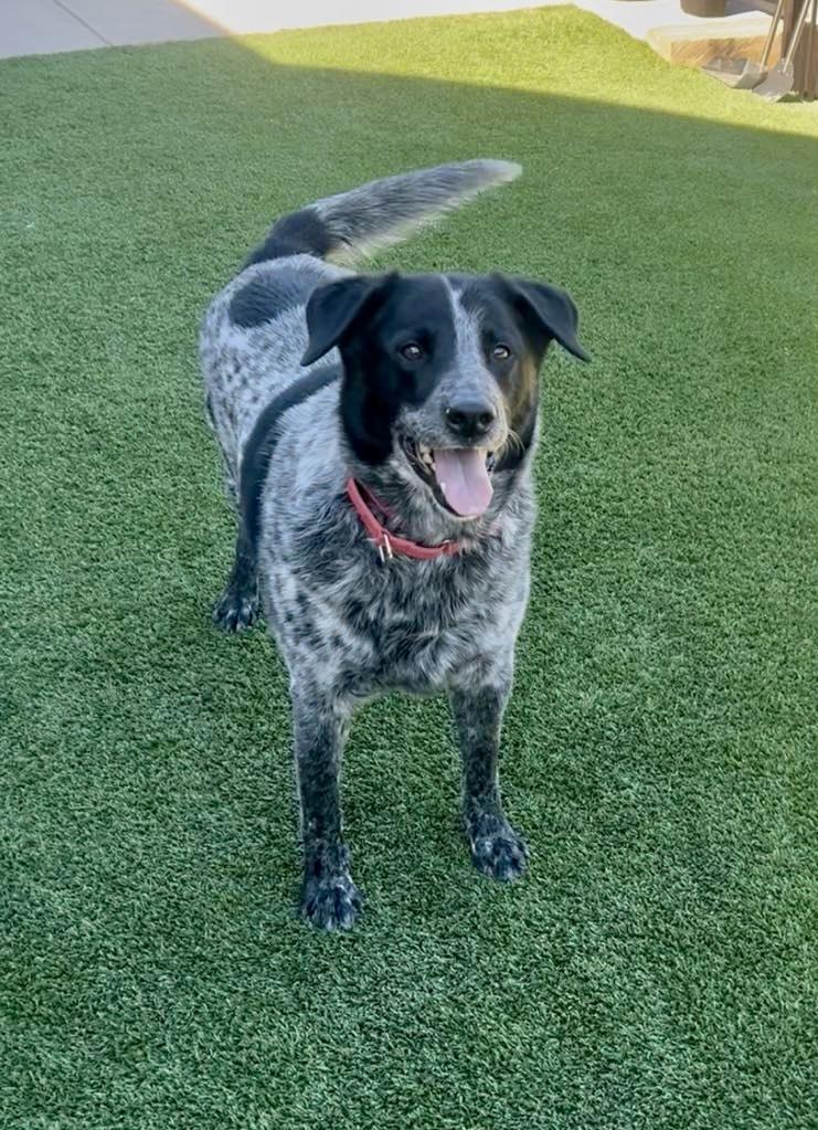 Enlarge Huckleberry, a ADOPTABLE mixed breed in Benbrook, TX image 3/4