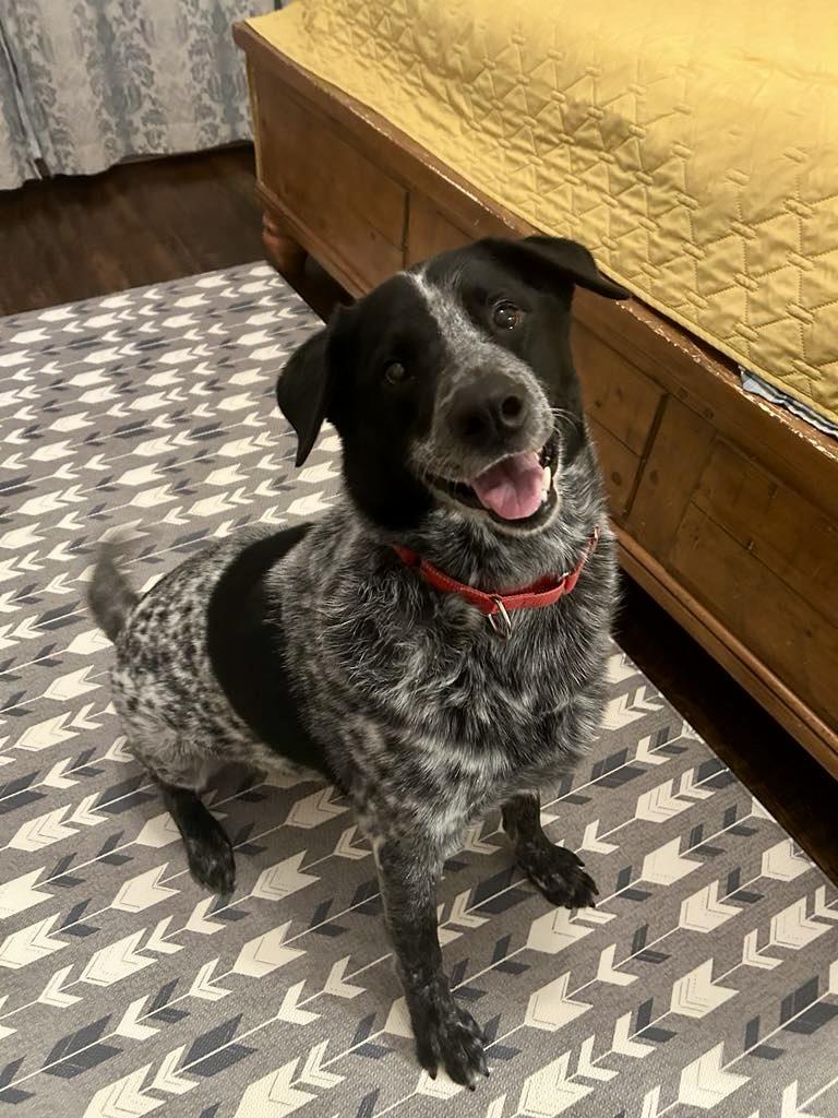 Enlarge Huckleberry, a ADOPTABLE mixed breed in Benbrook, TX image 4/4